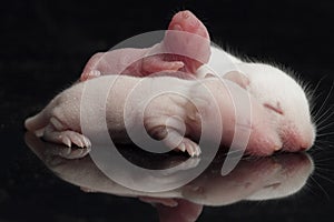 Cute baby rats resting on black background