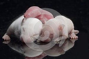 Cute baby rats resting on black background