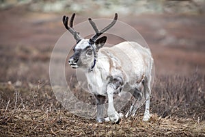 Cute baby reindeer getting up in northern Mongolia.