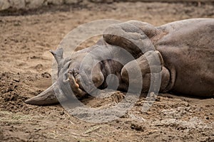 Cute baby rhino cuddling at zoo in Berlin