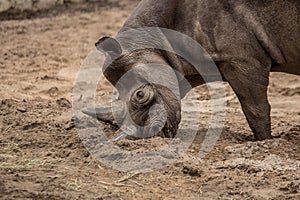 Cute baby rhino playing at zoo in Berlin