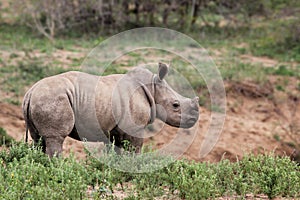 A cute baby rhino in the wild