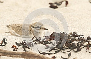 A cute baby Ringed Plover Charadrius hiaticula hiding from predators in the sand.