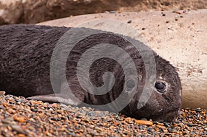 Cute Baby seal