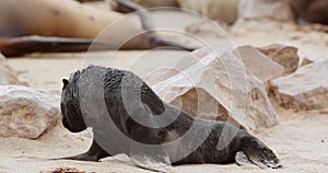 Cute baby seal with black fur is looking around, beach of Cape Cross, 4k