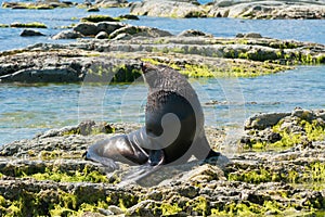 Cute baby seal on rock beach