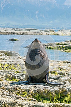 Cute baby seal on seacoast