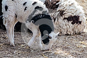 Cute baby sheep lamb eating hay on ground on farm