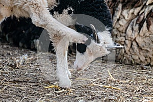 Cute baby sheep lamb playing on ground on farm