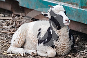 Cute baby sheep lamb sitting on ground on farm