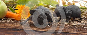 a cute baby of skinny guinea pigs