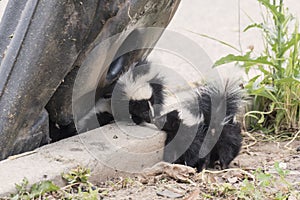 Cute Baby Skunks