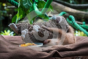 Cute baby sloth (Folivora) snuggling a sloth toy on a soft blanket outdoors