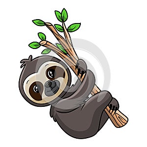 Cute baby sloth on tree branch