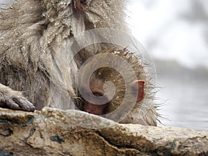 Cute baby snow monkey sucking milk from mom inside hot springs while the snow falls in the winter season-Japan