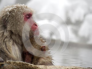 Cute baby snow monkey sucking milk from mom inside hot springs while the snow falls in the winter season-Japan