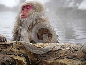 Cute baby snow monkey sucking milk from mom inside hot springs while the snow falls in the winter season-Japan