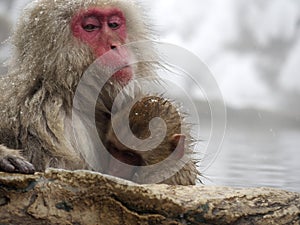 Cute baby snow monkey sucking milk from mom inside hot springs while the snow falls in the winter season-Japan