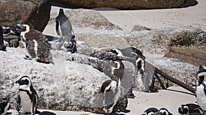 Cute baby South African penguin shedding in Boulders beach near Cape Town south Africa