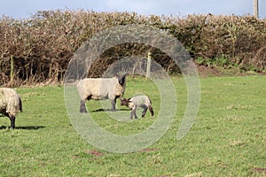 Spring time mother and baby lambs in farmers field