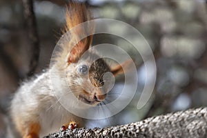 Cute baby squirrel. Cute squirrel. Orange-grey squirrel