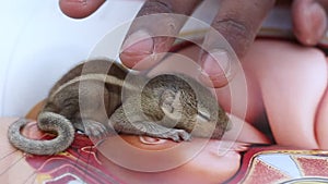 Cute Baby Squirrel Sleeping on the center of the book and touching on human hand. Little squirrel closed eyes