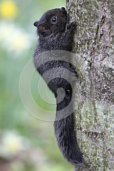 A cute baby squirrel on a tree trunk