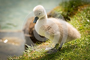 Cute Baby Swan