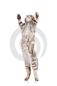 Cute baby tabby kitten standing on hind legs and leaping on white background