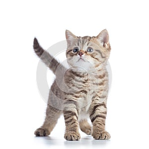 Cute baby tabby kitten isolated on white background