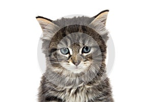 Cute baby tabby kitten on white