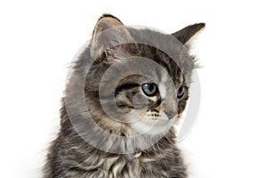 Cute baby tabby kitten on white