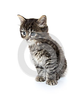 Cute baby tabby kitten on white