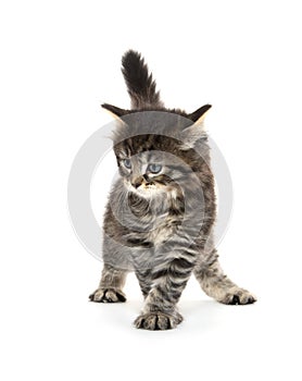 Cute baby tabby kitten on white