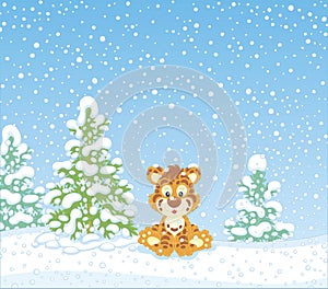 Cute baby tiger in a snowy forest