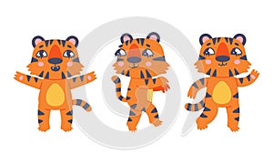 Cute baby tigers in various poses set. Funny orange striped jungle wildcat standing on hind paws cartoon vector