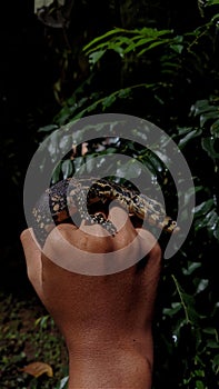 Cute baby varanus salvator