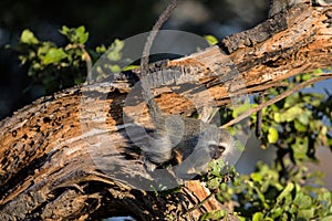 Cute Baby Vervet Monkey in Kruger National Park