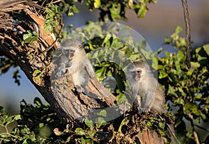 Cute Baby Vervet Monkeys in Kruger National Park