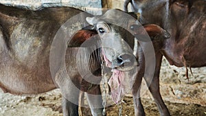 Cute baby water buffalo face close up. Black color buffalo head closeup in india, asia.