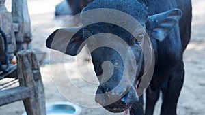 Cute baby water buffalo face close up. Black color buffalo head closeup in india, asia.