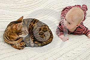 Cute baby weared tiger jumpers looking at striped bengal cat lying together on bed. Kid and pet relationship concept