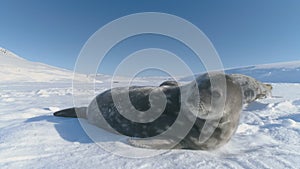 Cute baby Weddell Seal joyfully playing in the Antarctic snow.