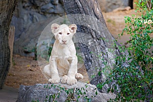 Cute baby white lion on the rock