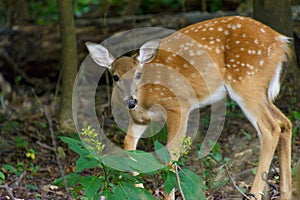 Cute baby white tailed deer in a forest