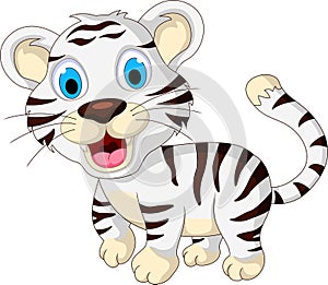 Cute baby white tiger walking