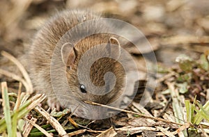 A cute baby wild Brown Rat Rattus norvegicus searching for food in the undergrowth.