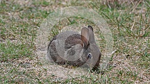 Cute baby wild rabbit eating grass