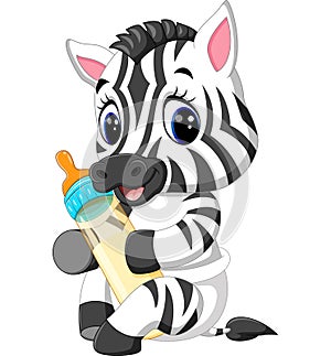 Cute baby zebra