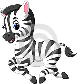Cute baby zebra